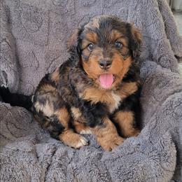 Ember - Merle female Bernedoodle puppy in East Earl, Pennsylvania from Mountainside Puppies