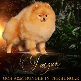 Tarzan - Pomeranian