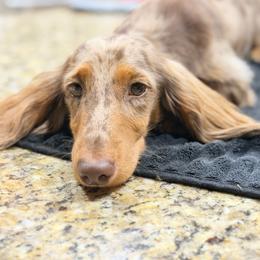 Milo - Dapple male Dachshund puppy in Baton Rouge, Louisiana from Bayou d’ Elara Dachshunds