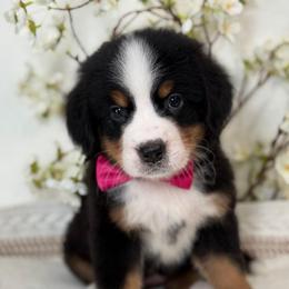 Dolly - Tri-color female Bernese Mountain Dog puppy in Yuciapa, California from AlltheDoodlez_