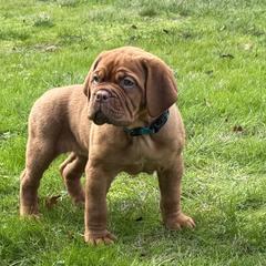 Light Blue Collar - Red female Dogue de Bordeaux puppy in Woodburn, Oregon from Willamette Valley Dogues