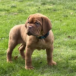 Light Blue Collar - Red female Dogue de Bordeaux puppy in Woodburn, Oregon from Willamette Valley Dogues