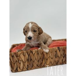 Tater - Parti male Goldendoodle puppy in Smithfield, Kentucky from KBK9 Kennels
