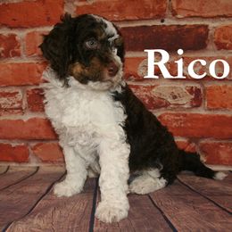 Bernedoodle, Goldendoodle, and Soft Coated Wheaten Terrier Puppies from Red Brick Doodles
