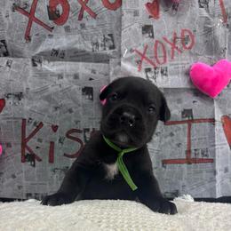 Chip (chocolate chip) - Black female Cane Corso puppy in Utah from 3Lake Kennelz