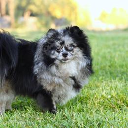 Pomeranian All Grown Up from My Precious Poms