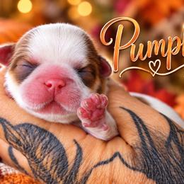 Pumpkin - Liver and white female Shih Tzu puppy in Warren, Michigan from Danielle's Yorkie Babies