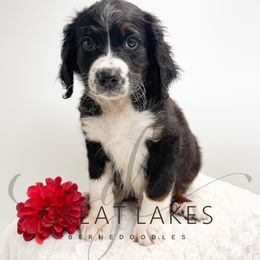 Banner - Tri-color male Bernedoodle puppy in Baroda, Michigan from Great Lakes Bernedoodles