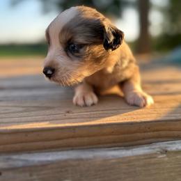 Boy 3 - Blue merle male Miniature Australian Shepherd puppy in Doddridge, Arkansas from Huddleston Farm