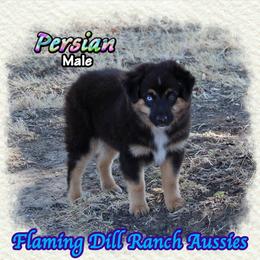 Persian - Black tri male Miniature Australian Shepherd puppy in Forestburg, Texas from Flaming Dill Ranch Aussies