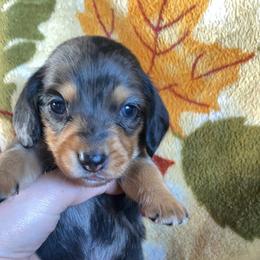 Dachshund Puppies from LPS weenies
