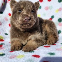 Ginger - Isabella female German Shepherd puppy in Los Lunas, New Mexico from Mali's German Shepherds