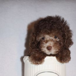 Poodle Puppies from Pawsh Petites