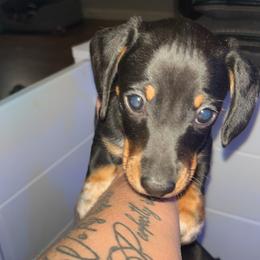 Socks - Black and cream male Dachshund puppy in Dayton, Ohio from Mrs. Tucks Waggin’ Weenies