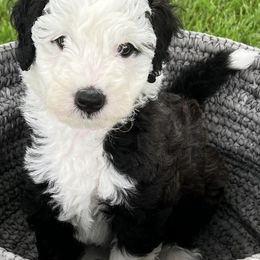 Bernedoodles and Sheepadoodles from Doo Dah Doodle Pups