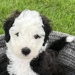 Bernedoodles and Sheepadoodles from Doo Dah Doodle Pups