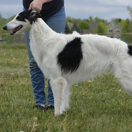 Silken Windhounds from Broadway Silken Windhounds