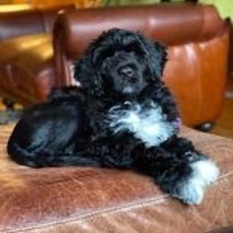 Portuguese Water Dog Puppies from Maritimo Portuguese Water Dogs
