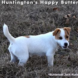 Buttercup - Russell Terrier