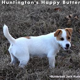 Buttercup - Russell Terrier