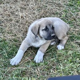 Gomez - Fawn male Anatolian Shepherd Dog puppy in Williamsburg, Kentucky from Three Little Birds Farm