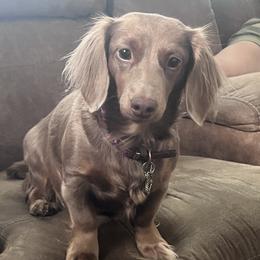 Jovie-AKC - Dachshund