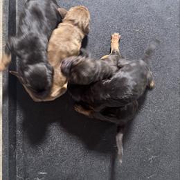 Girl 1 - Black and tan female Bloodhound puppy in Tahlequah, Oklahoma from HNH Hounds