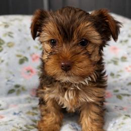Boy 3 - Chocolate and tan male Yorkshire Terrier puppy in Bolton, Connecticut from Elle Yorkies