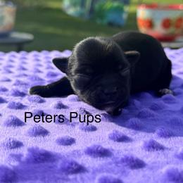 BlackBerry - Black and tan female Yorkshire Terrier puppy in Hertford, North Carolina from Peters Pups AKC Yorkshire Terriers
