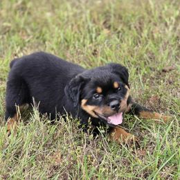 Yellow boy - Black and mahogany male Rottweiler puppy in Industry, Illinois from KDKs Kennels
