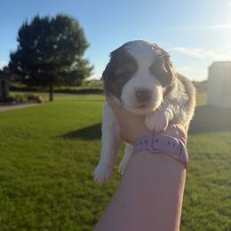Alpha - Blue merle male Miniature Australian Shepherd puppy in Weatherford, Texas from F & T Aussies