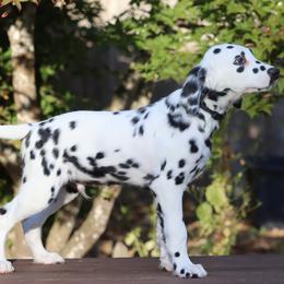 Black - White and black male Dalmatian puppy in Cottage Grove, Oregon from Hidden Hills Dalmatians