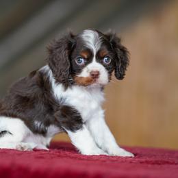 Stach - Chocolate male Cavalier King Charles Spaniel puppy in Sugarcreek, Ohio from Chocolate Cavalier