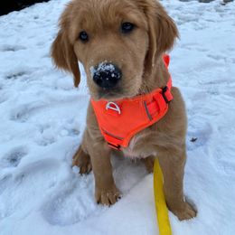 Golden Retriever Puppies from Home Sweet Goldens