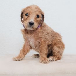 Genevieve - Cream female Goldendoodle puppy in Tucson, Arizona from Ever After Doodles Arizona