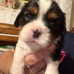 King - Tri-color male Cavalier King Charles Spaniel puppy in Longview, Texas from Casanova Cavalier King Charles Spaniels