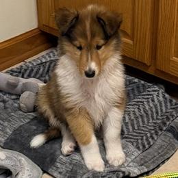 Dasher - Sable and white male Collie puppy in Carencro, Louisiana from Cajun Bayou's Collies LLC