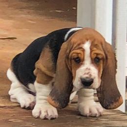Basset Hound Puppies from D & D Kennels