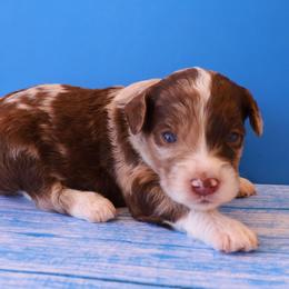 Prince - Red merle male Aussiedoodle puppy in Apache Junction, Arizona from Loving Doodle