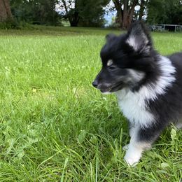 Pomsky Puppies from Rustic Pomskies