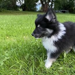 Pomsky Puppies from Rustic Pomskies