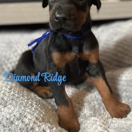 Blue collared boy - Black and rust male Doberman Pinscher puppy in Winamac, Indiana from DIAMOND RIDGE DOBERMANS