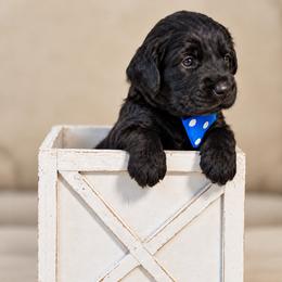 Mr. Blue Collar - Black male Australian Labradoodle puppy in Wake Forest, North Carolina from Lucky Country Labradoodles