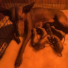 Girl 1 - Xoloitzcuintli puppy in Ramseur, North Carolina from Blanch-O Kennels