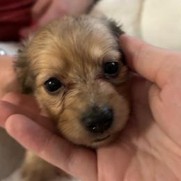 Duke-1 - Cream male Dachshund puppy in Nashville, Georgia from Riverside Dachshund