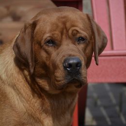 Logi - Labrador Retriever