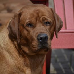 Logi - Labrador Retriever
