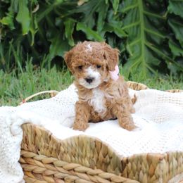 Daisy Mae 🌼 - Maltipoo puppy from Momma Mia's Maltipoos