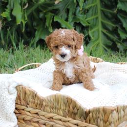 Daisy Mae 🌼 - Maltipoo puppy from Momma Mia's Maltipoos