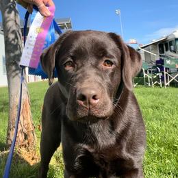 Azalea - Labrador Retriever